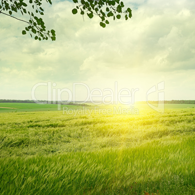 green field and sunrise on the cloudy sky