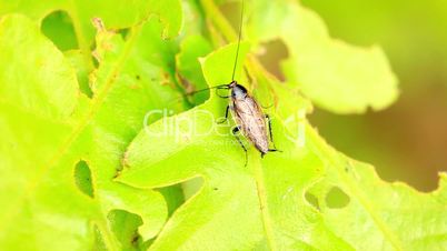 Two beetles encounters on a oak leaf