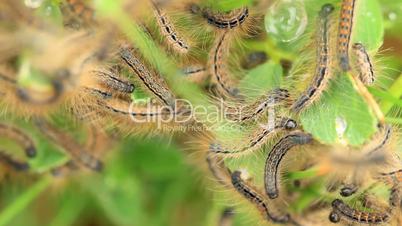 Young caterpillars in the nest (Lymantria dispar)