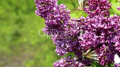 Insects sucking nectar in a flowers from common lilac bush