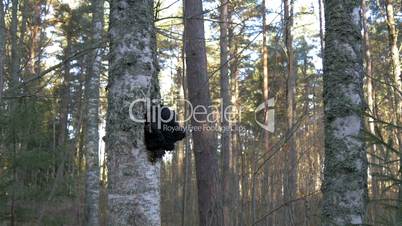 Black chaga mushroom found on the birch trees