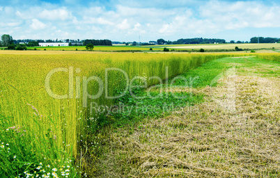 Wheat field in Normandy, France