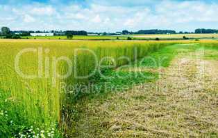Wheat field in Normandy, France