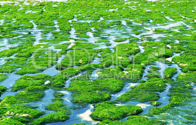 High and low tide effects in Normandy. Algae at the beach of Etr