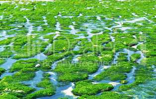 High and low tide effects in Normandy. Algae at the beach of Etr