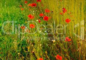 Poppies field in Normandy