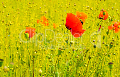Poppies field in Normandy
