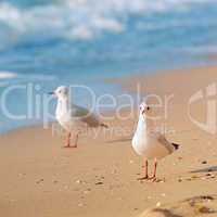 seagulls, sea and sandy beach