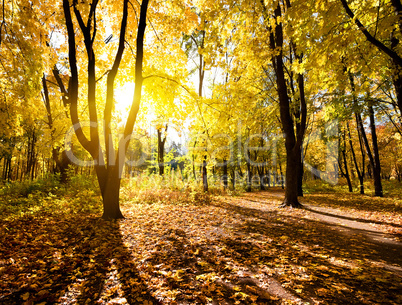 Beautiful autumn park