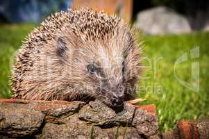 Hedgehog