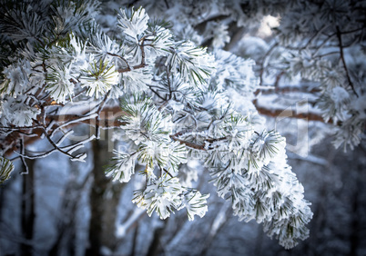 Christmas evergreen spruce tree with fresh snow