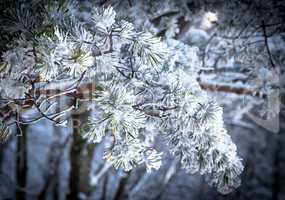 Christmas evergreen spruce tree with fresh snow