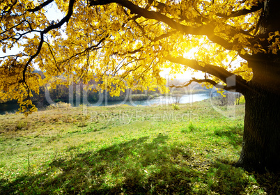 Autumn oak