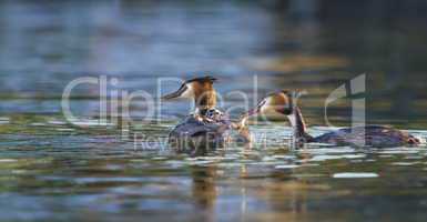 Crested grebe, podiceps cristatus, ducks and baby