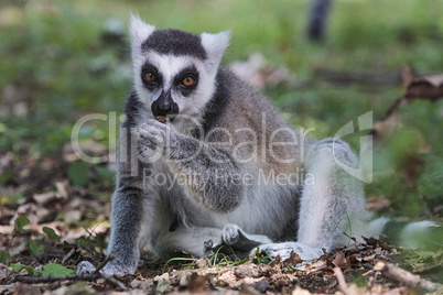 Ring-tailed lemur, lemur catta, eating