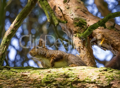 Eurasian red squirrel, sciurus vulgaris