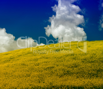 Blurred moving yellow flowers on a Tuscan field in spring