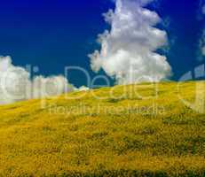 Blurred moving yellow flowers on a Tuscan field in spring