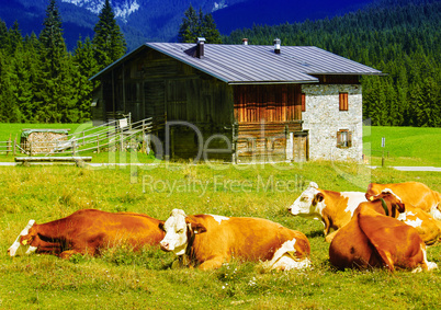 Cows and mountain hut