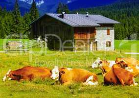 Cows and mountain hut