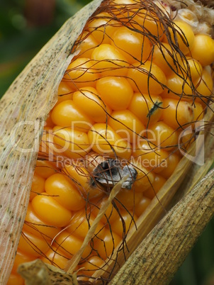 Mais auf der Wiese