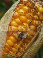 Mais auf der Wiese