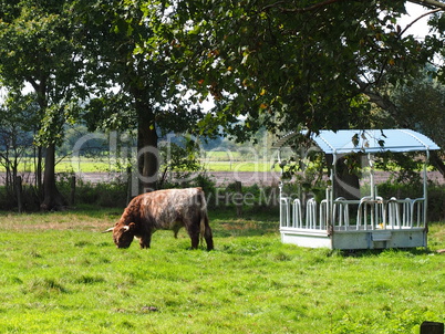 Rindvieh auf der Wiese