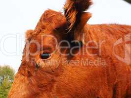 Detail einer Kuh
