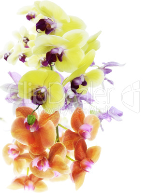 Orchid Flowers Orchid Flowers