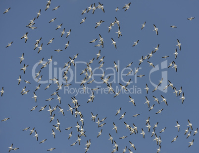 Flock of American White Pelicans