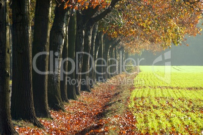 Allee im Herbst - avenue in fall 30