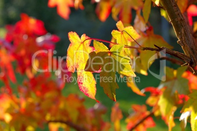 Amberbaum - sweetgum 08