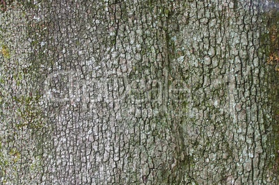 Steineiche Rinde - holm oak bark 01