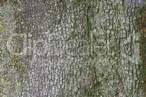 Steineiche Rinde - holm oak bark 01