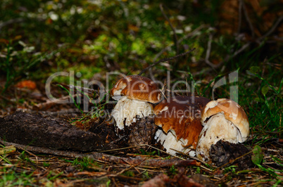 drei steinpilze im wald