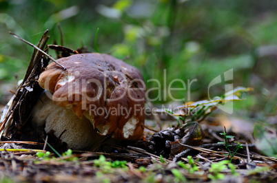 steinpilz im waldboden