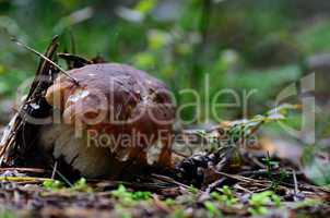 steinpilz im waldboden