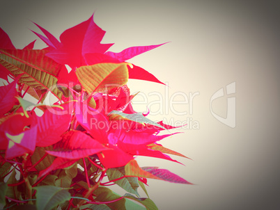 Poinsettia Christmas star