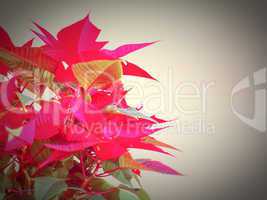 Poinsettia Christmas star