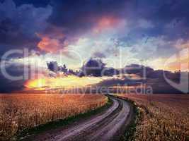 Dirt road in the middle of a wheat field