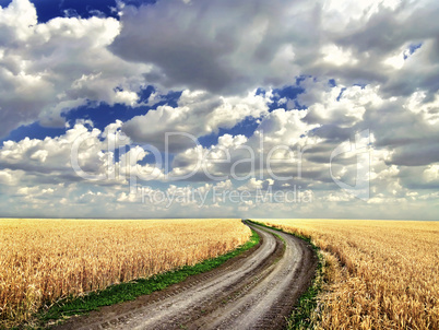 Dirt road in the middle of a wheat field