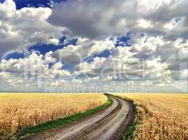 Dirt road in the middle of a wheat field