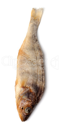 Stockfish isolated on white background