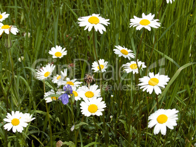 Gänseblümchen auf der Sommerwiese Gänseblümchen auf der Sommerwiese