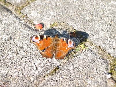 Pfauenauge Schmetterling in der Sonne