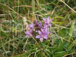 lila Sommerblume im Hochgebirge