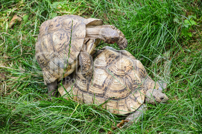 Mating turtles