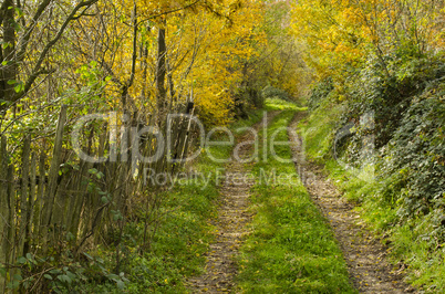 Autumn country road