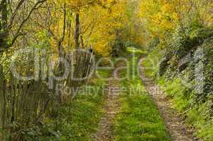 Autumn country road