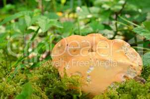 Wood Hedgehog mushroom